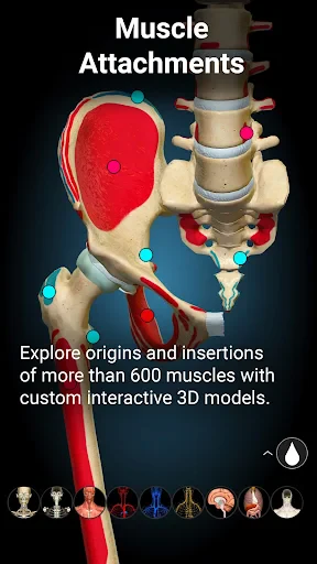 Anatomy Learning - 3D Anatomy screenshot