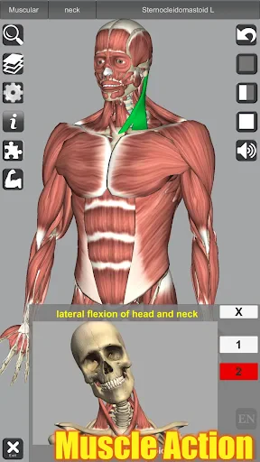 3D Anatomy screenshot